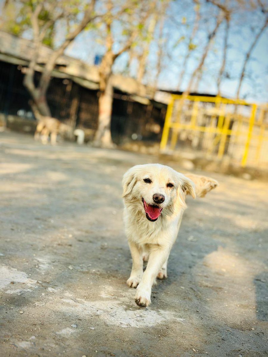 laps_zeba's tweet image. Barfi says hello 
and is grateful for your love &amp;amp; support 🙏🙏🙏 which  helped her get Spayed/vaccinated &amp;amp; Fed everyday 
A happy healthy dog 💕💕💕

lapsglobal.net/donate

#happydog #happydoglife #animalshelter #animallivesmatter #animallovers #dogsofX