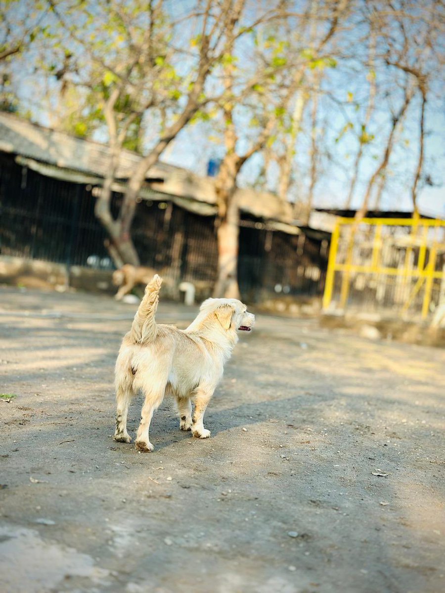 laps_zeba's tweet image. Barfi says hello 
and is grateful for your love &amp;amp; support 🙏🙏🙏 which  helped her get Spayed/vaccinated &amp;amp; Fed everyday 
A happy healthy dog 💕💕💕

lapsglobal.net/donate

#happydog #happydoglife #animalshelter #animallivesmatter #animallovers #dogsofX