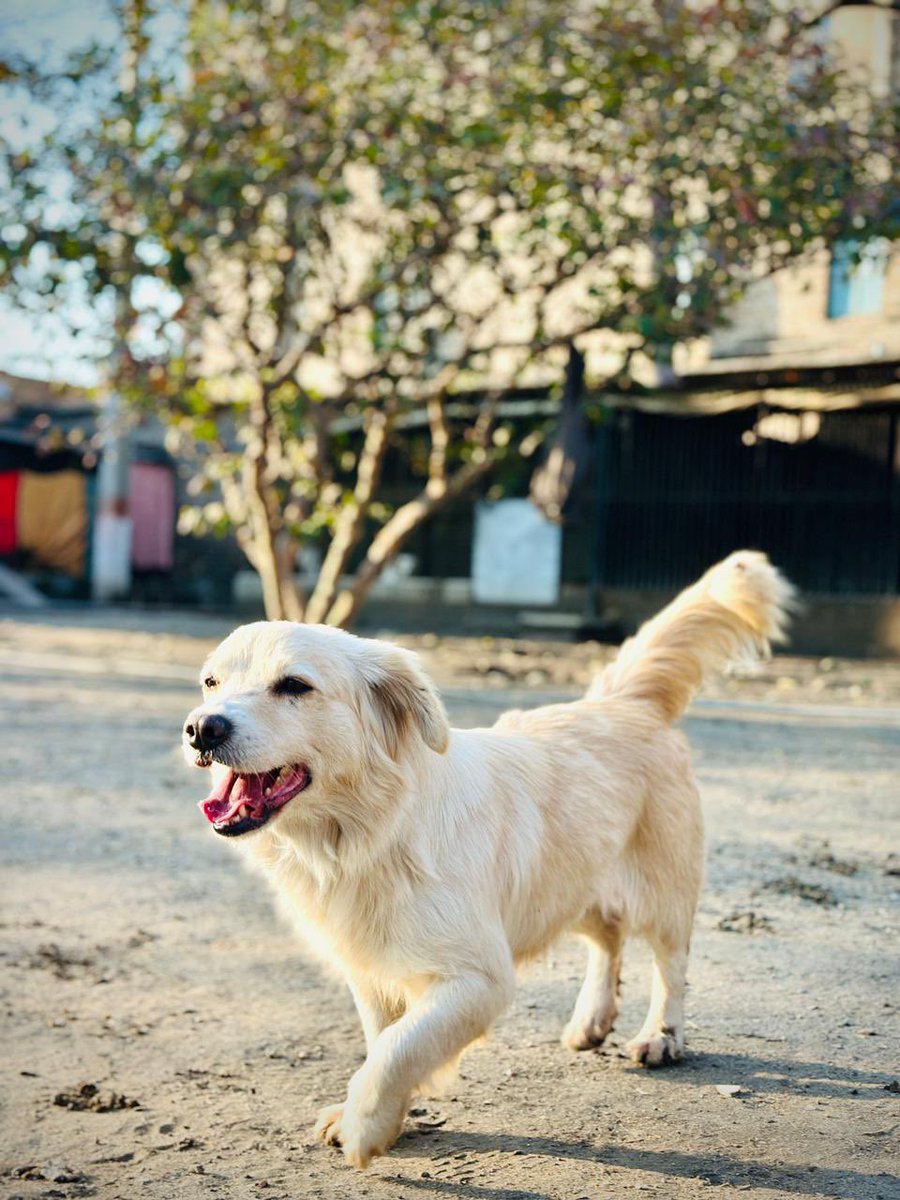 laps_zeba's tweet image. Barfi says hello 
and is grateful for your love &amp;amp; support 🙏🙏🙏 which  helped her get Spayed/vaccinated &amp;amp; Fed everyday 
A happy healthy dog 💕💕💕

lapsglobal.net/donate

#happydog #happydoglife #animalshelter #animallivesmatter #animallovers #dogsofX
