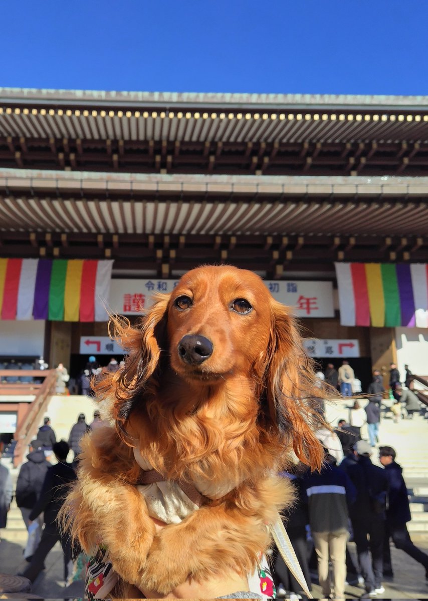piyottan's tweet photo. 初詣はいつも快晴☀ https://t.co/qPVi8nJp7f