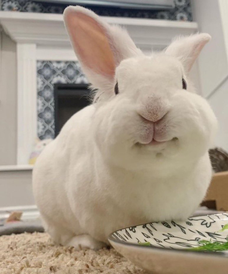 LilBunnyStories's tweet image. Oh no! The lettuce is gone! There was a big pile of lettuce right here just a minute ago! Do you think there might be a lettuce thief in our midst? Say “Which way did he go!” to enlist this bun’s help in finding the culprit!