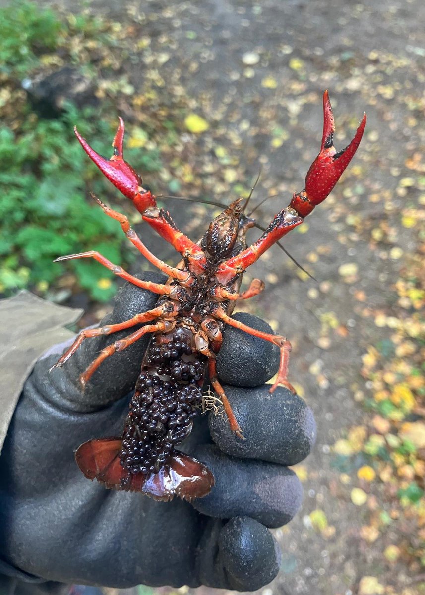 de Natureluur tweet media