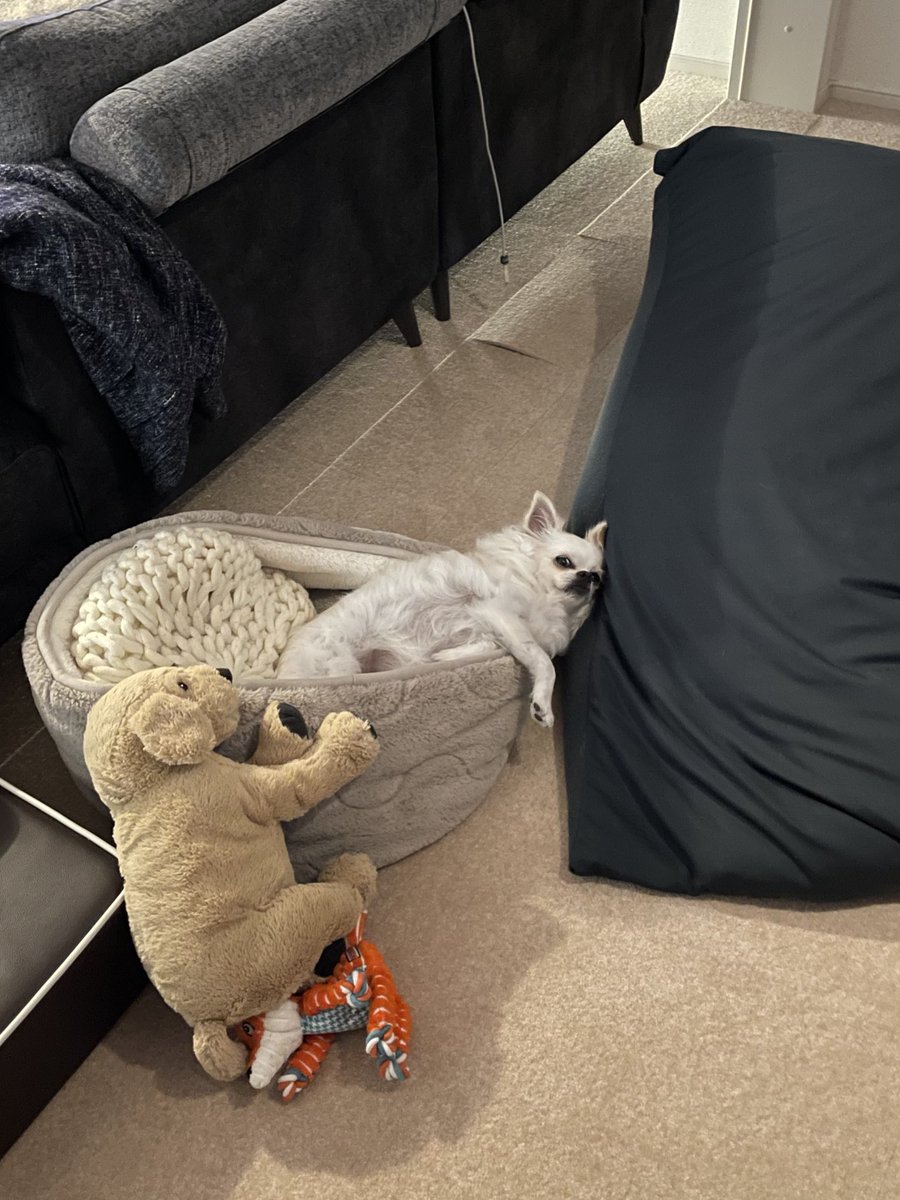 犬、こぼれすぎ