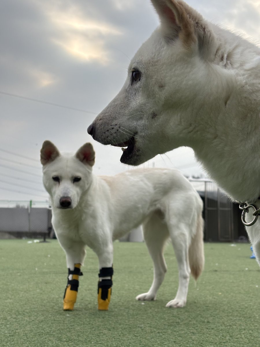 새해가 되어 새희망으로 시작합니다
주말 작은 기부가 쌓여 12월 마감하지못한 내역들을 정리해야 하거든요, 올해는 모든게 순조롭길 

기업은행 사단법인 엔젤프로젝트 289 130456 04 018 기부금영수증 가능단체 입니다