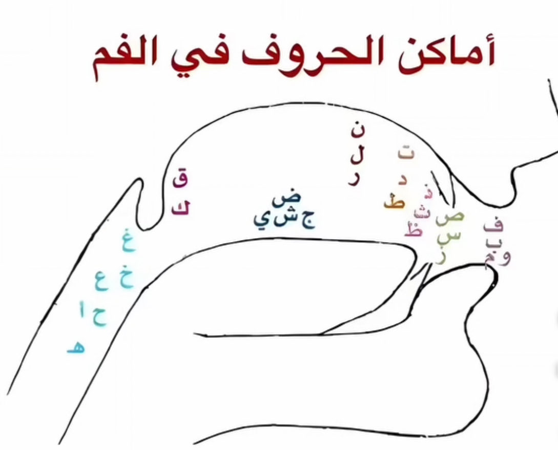 من أحسن الرسوم التي بينت مواضع مخارج الحروف بدقة عالية👌🏽