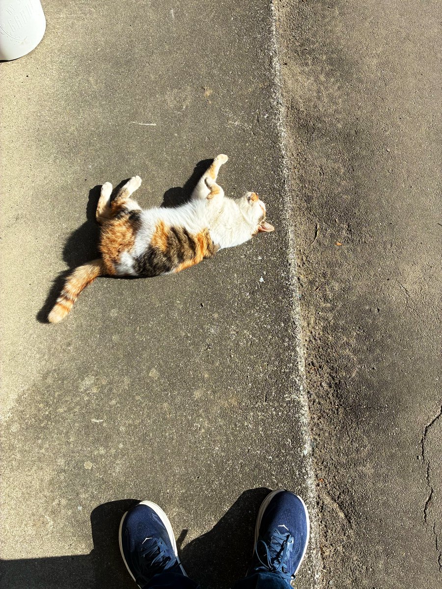 相変わらずこっち向いてくれなかった🐈