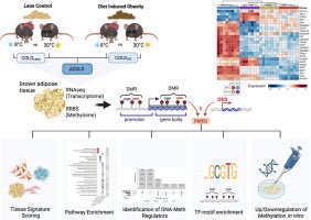 DanielJDrucker's tweet image. DNA methylation contributes to control of how temperature impacts BAT adaptation in mice with diet-induced #obesity @MolMetab sciencedirect.com/science/articl…