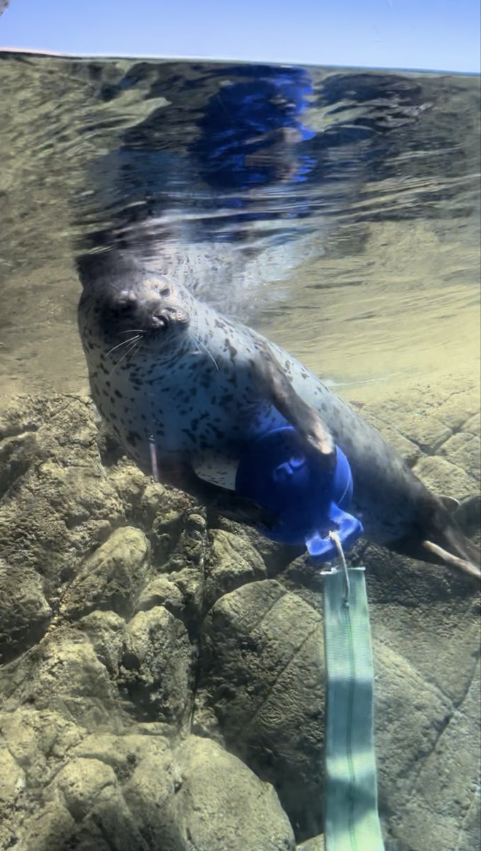 ココアち亡くなったの…
信じたくないし、信じられない

ココアちゃんあんまり会いに行けなかったけど
大好きでした

ご冥福をお祈りいたします

#ココアち