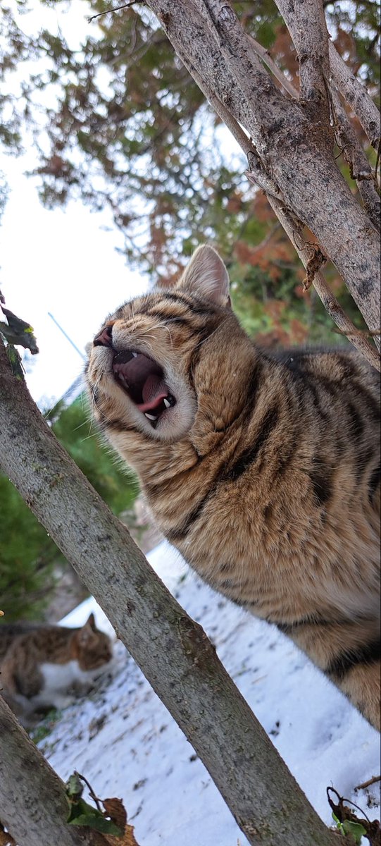 Zekiye Aydemir tweet media