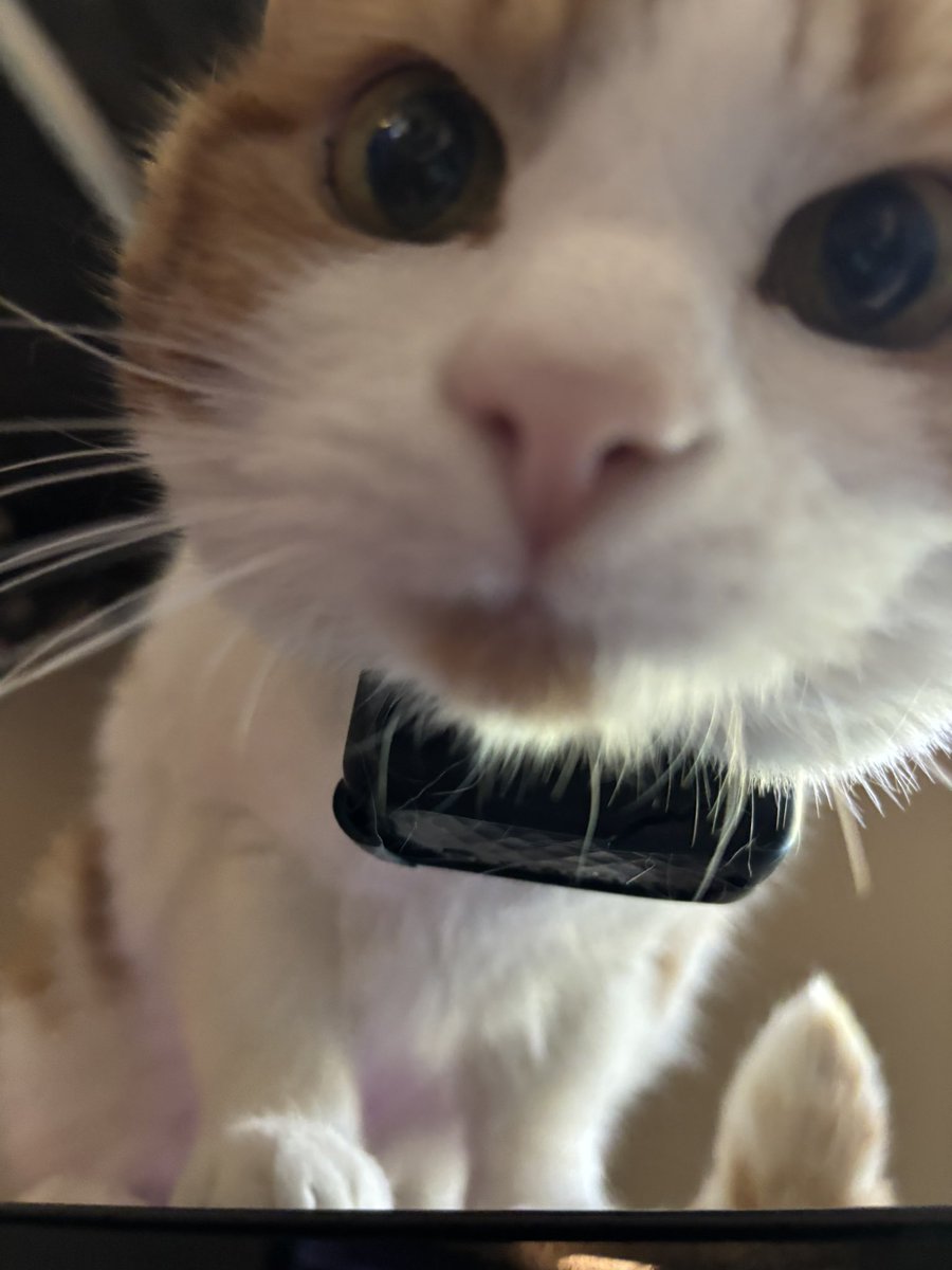 L i t a ✧・ﾟ tweet media