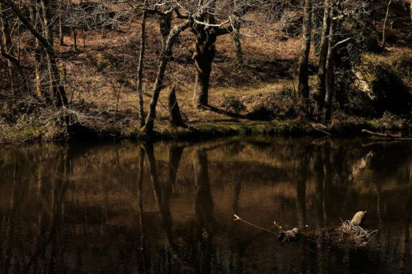 AidaBSanchez's tweet photo. «Un río que late. Un río que habla».
El latido del río #Ulla frente al bramido de la megafábrica Altri https://t.co/dkg2nPG6ES @rafaruizmad en @Elasombrario https://t.co/nod2u1KKLv