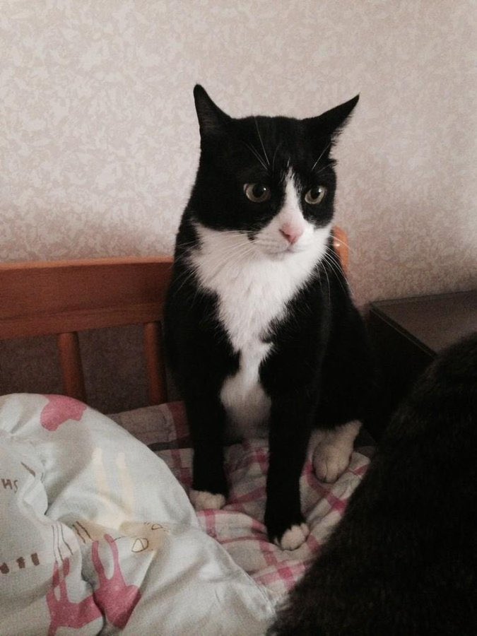 Happystarcat's tweet photo. https://t.co/XLvq7J1Yz5