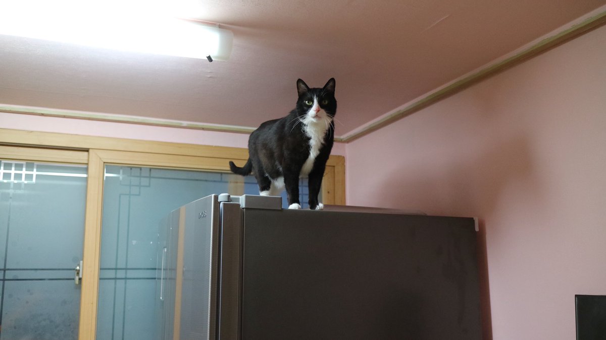 Happystarcat's tweet photo. https://t.co/EeOZRYLrCO