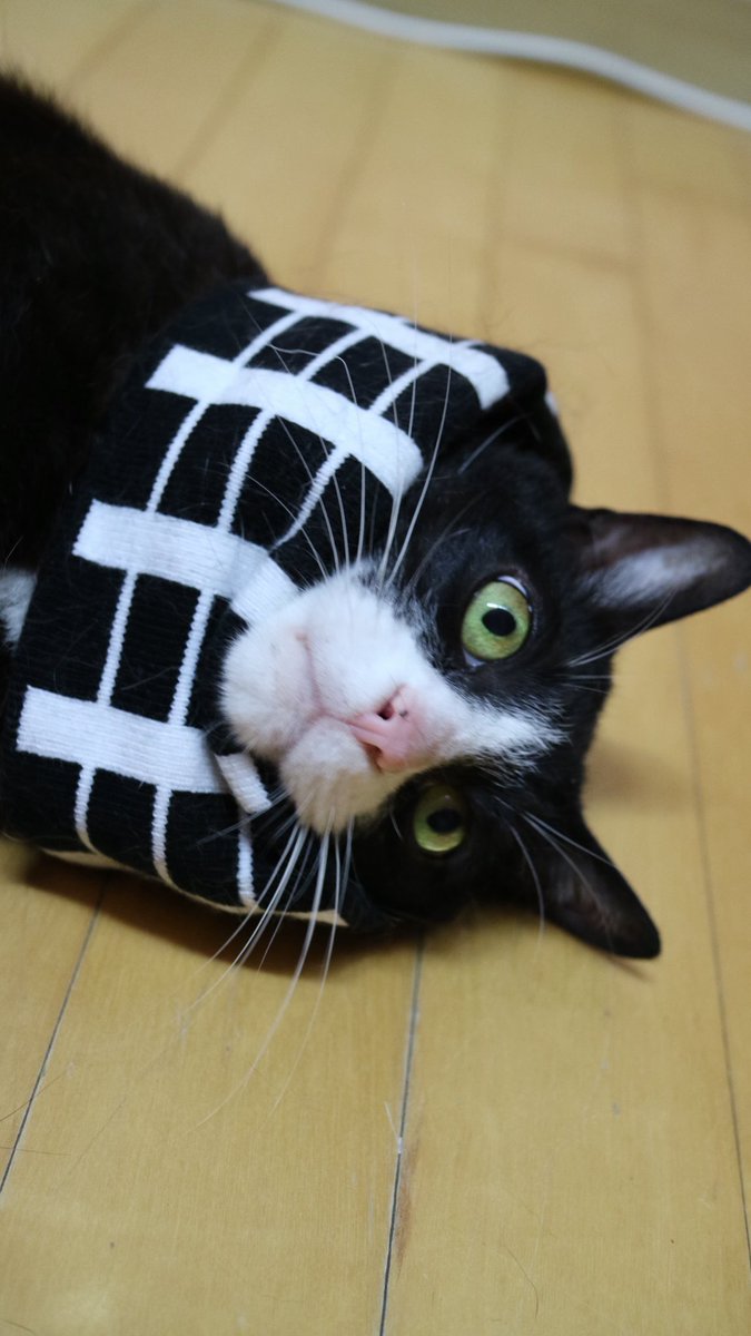Happystarcat's tweet photo. https://t.co/EeOZRYLrCO