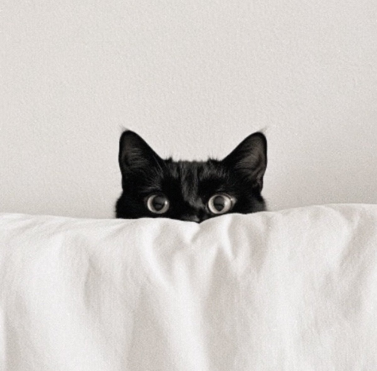 idolsized's tweet image. just a kitty