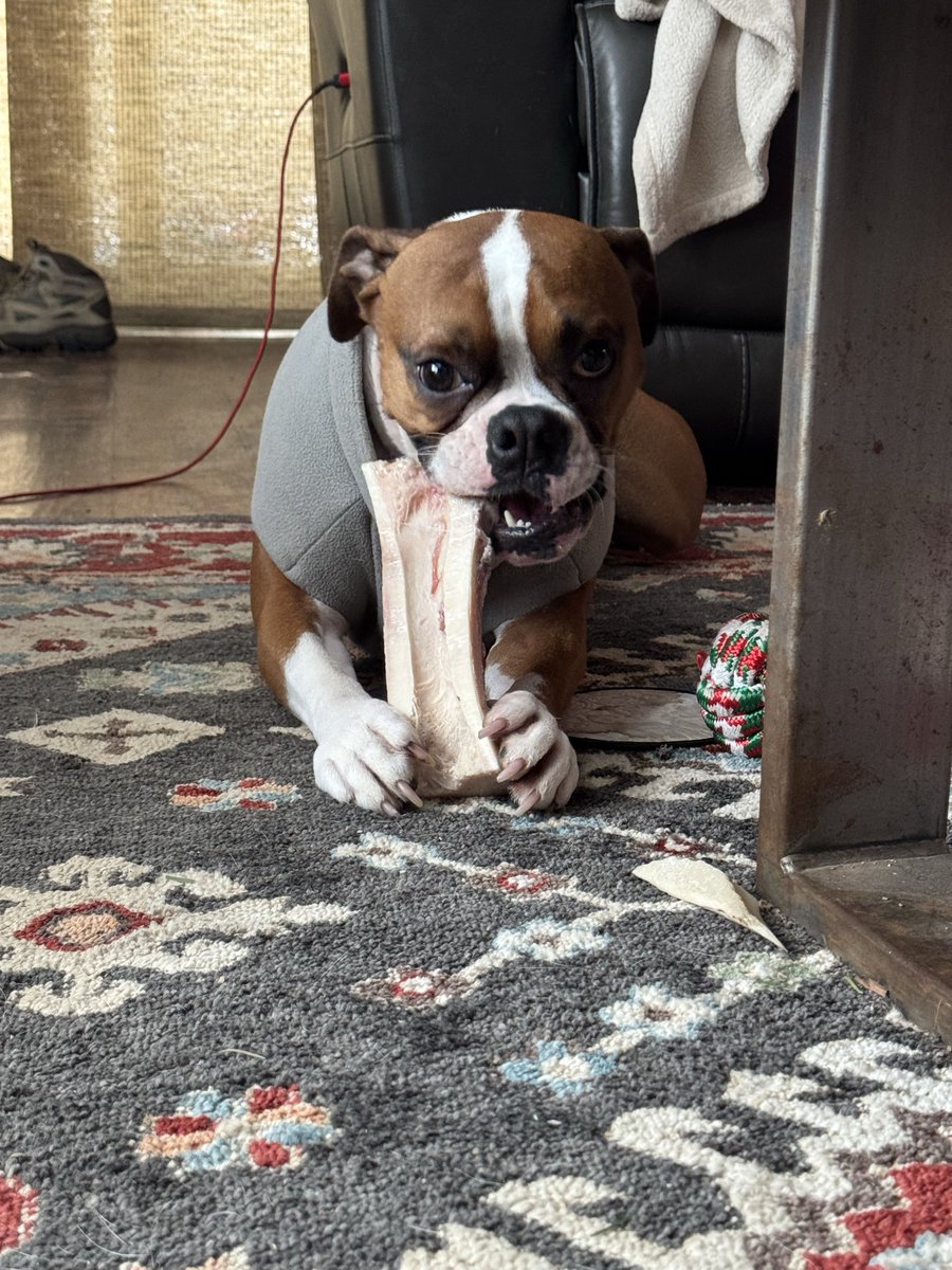 PfftMaybe's tweet image. Somebody’s 2 today! He is loving his bone &amp;amp; marrow!