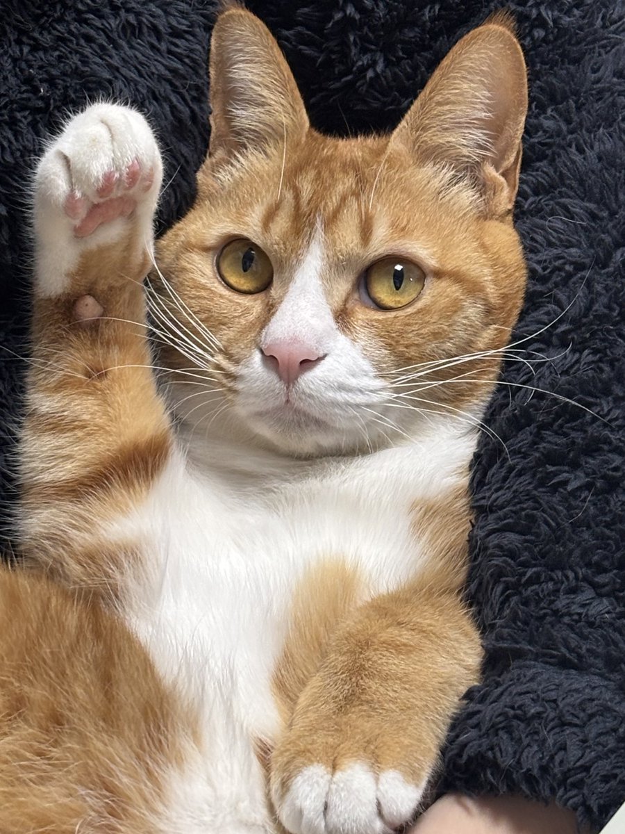 호동이의 인사를 본 당신 2026년에도 행복할거다냥~🐾