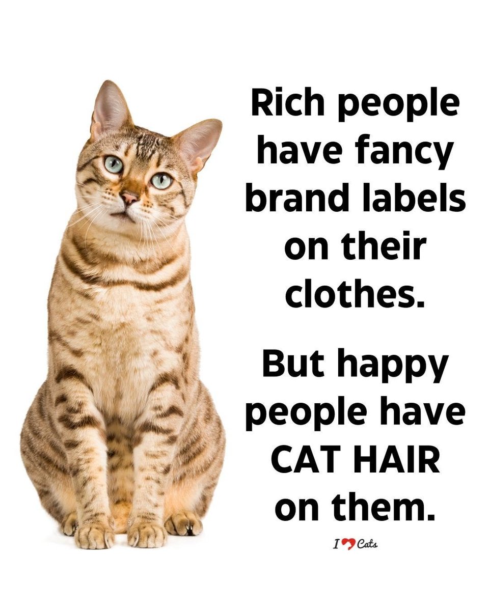 catsareblessing's tweet photo. https://t.co/4YrPIShoMb