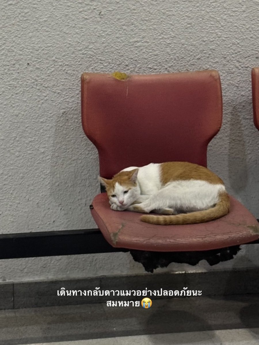 johnjud_cu's tweet image. สมหมาย จาม9 เดินทางกลับดาวแมวแล้ว 💫🖤 หลับให้สบายนะ พี่ๆทุกคนคิดถึงเสมอ