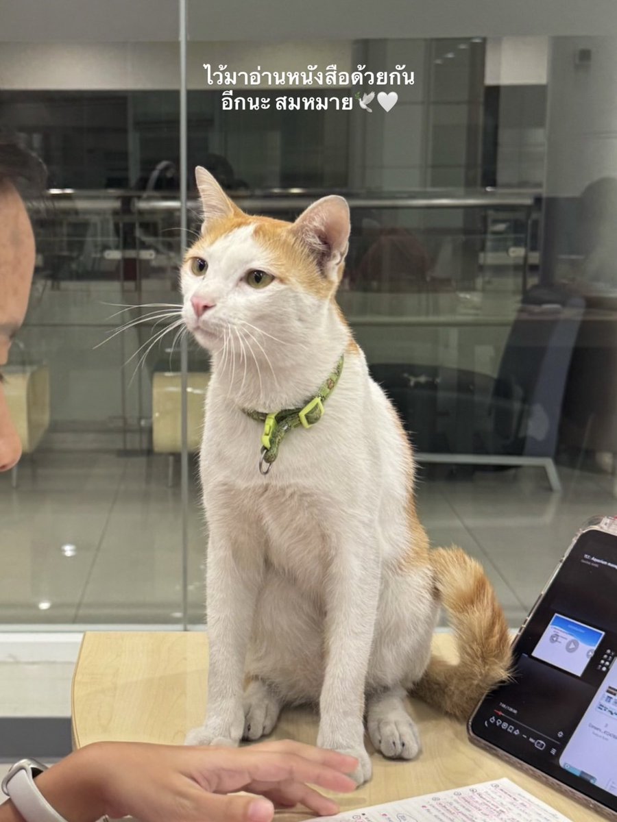 johnjud_cu's tweet image. สมหมาย จาม9 เดินทางกลับดาวแมวแล้ว 💫🖤 หลับให้สบายนะ พี่ๆทุกคนคิดถึงเสมอ