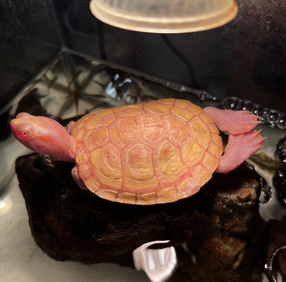 コイツの名前は栗きんとん