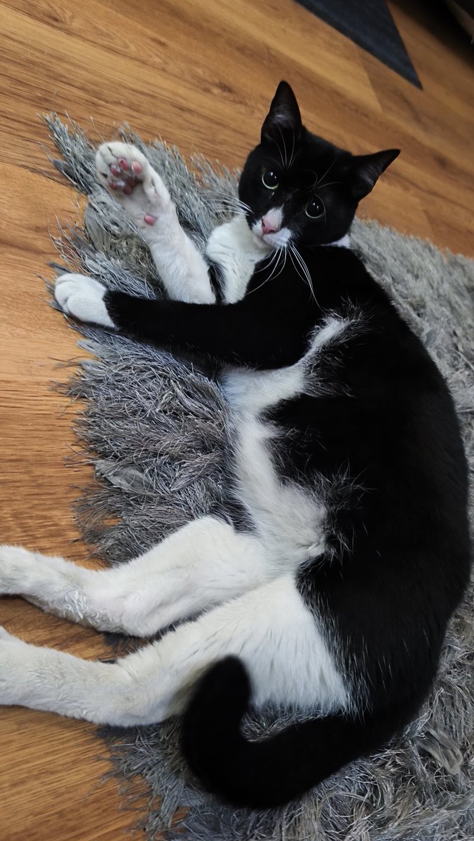 Lo encontramos, gracias 🐈‍⬛❤️🥹