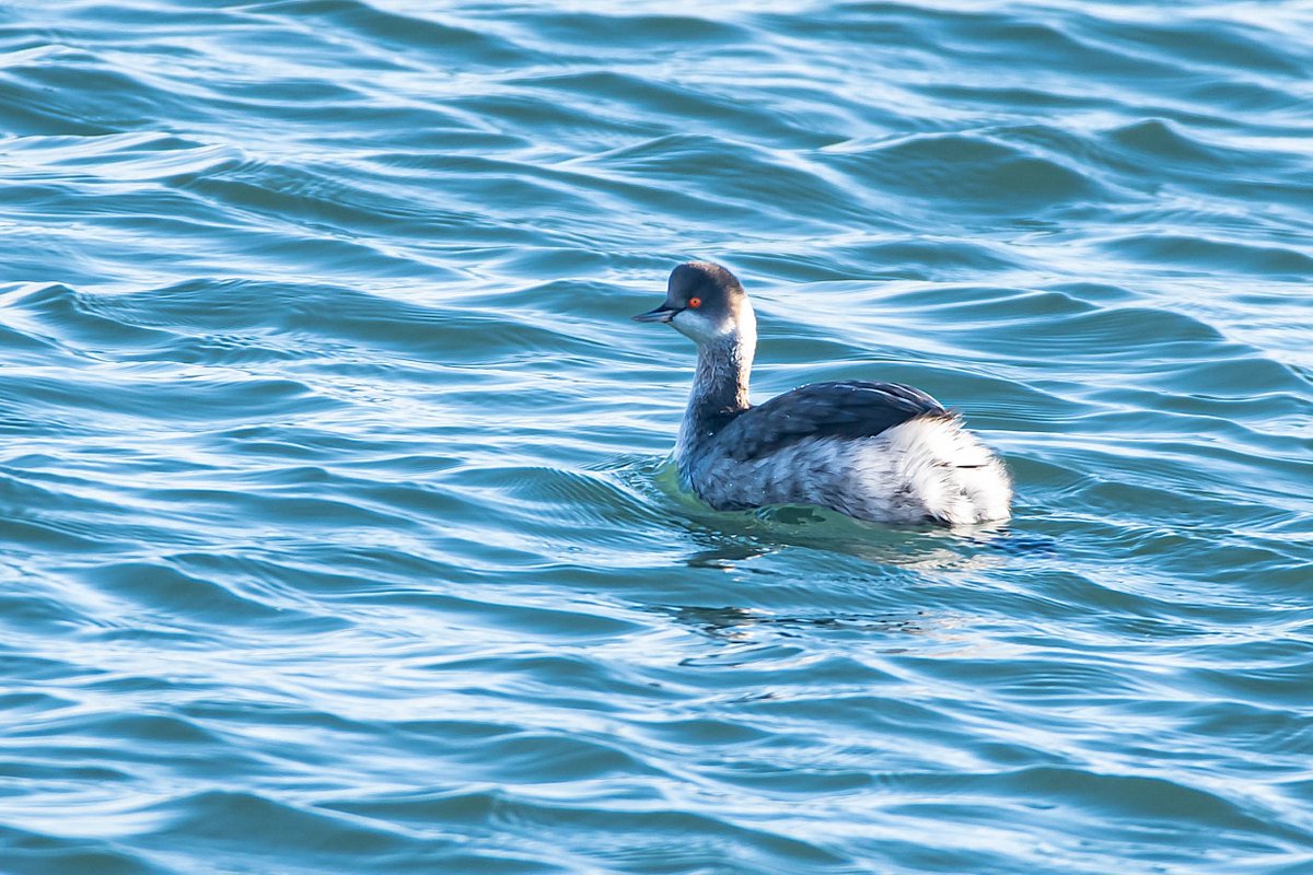 Saw this Black Redstart at Slapton today. No quivering tail for this one. The Black-necked Grebe was still present on the sea at Torcross this morning. 4Goldeneye , 2Great white Egrets, 6 Cattle Egrets and a single Great Northern Diver also seen