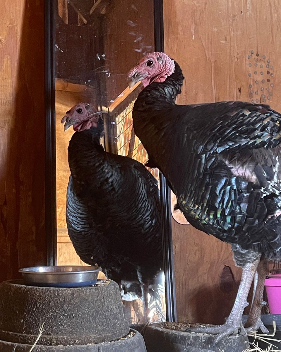 Farm Sanctuary tweet media