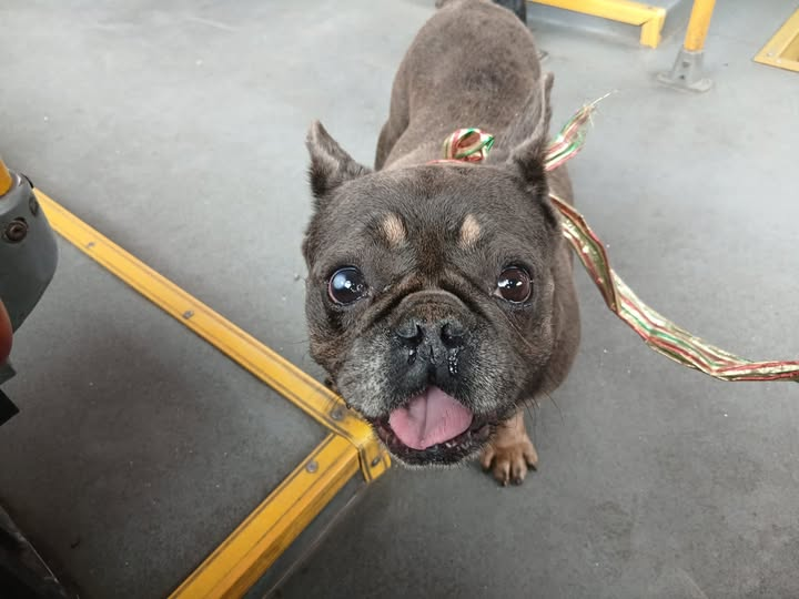 PlataformaALTO's tweet image. Este perrito, seguramente robado, era explotado para pedir dinero en Transmilenio, Bogotá  😥

Ciudadanos de buen corazón lograron rescatarlo. Está cansado y asustado pero se le notan las ganas de regresar con su familia. 

Piden ayuda para difundir su foto y buscar a sus seres…