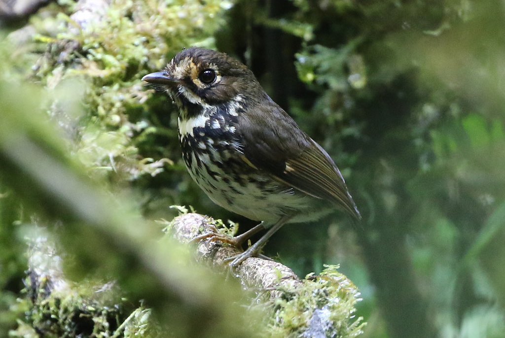 AshBanwell's tweet photo. @ClandestineBird No, it’s more similar to Tawny Antpitta, below in the Cali or Dancing Antpitta I saw in 2017 https://t.co/rn5YAvNXOT