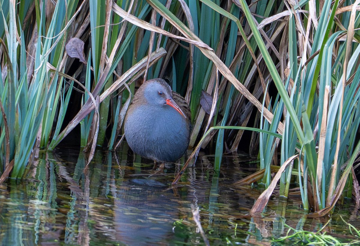 Called into Lemsford Springs late pm hoping to finding a Jack. No luck but I bet one's there. Cold weather has seen an influx of Common Snipe though, &amp; at dusk out popped this Water Rail. Bit dark for good pics at 4pm but this wasn't bad - always a good bird to see! <a href="/HMWTBadger/">Herts & Middlesex Wildlife Trust</a>