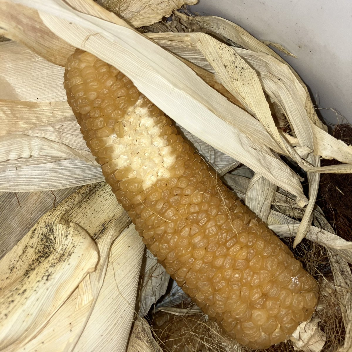 infinileafgrow's tweet photo. rainy day activities🌽 this variety is Country Gentleman @bakercreekseeds 👌🏼 what seeds did you save from last season? 🤔 https://t.co/KCmeWObcyc