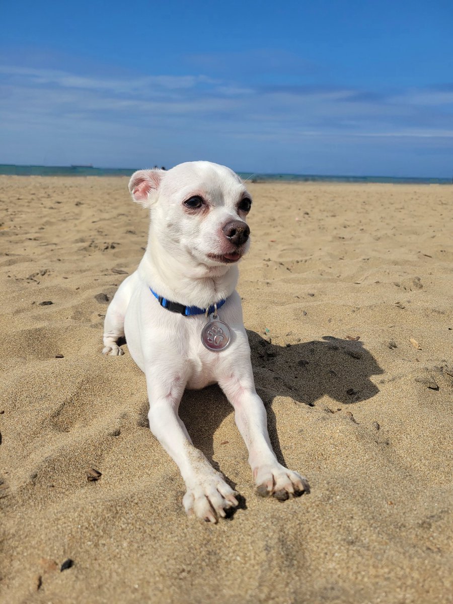 Elizabeth Donoso tweet media