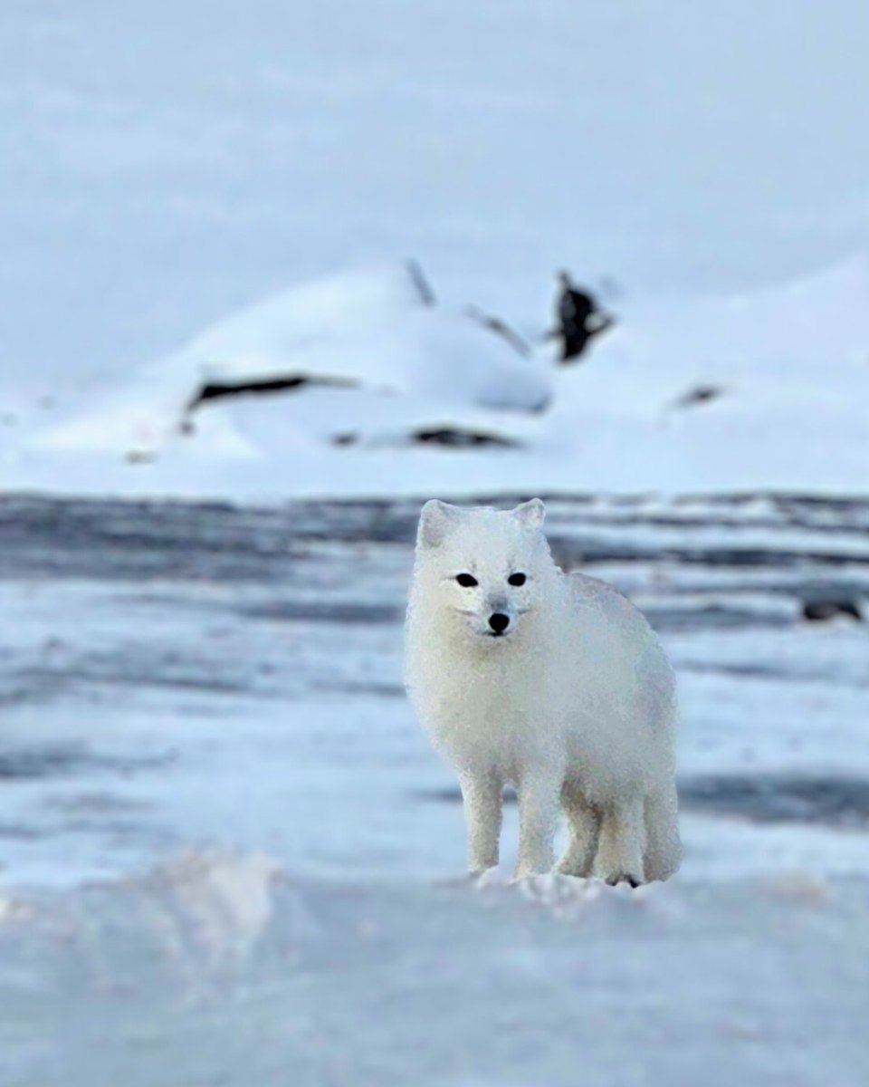 chalgeo's tweet photo. When you finally catch the little “technician” 🦊 who's been borrowing your base station cables. #ArcticFox #ArcticSurveyors https://t.co/52DcIXzpam