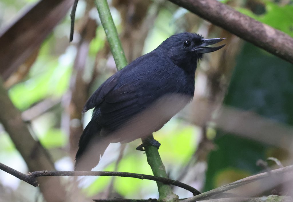 This male Recurve-billed Bushbird showed incredibly well despite all the aggressive army ants doing their best to distract me, Antioquia, Colombia