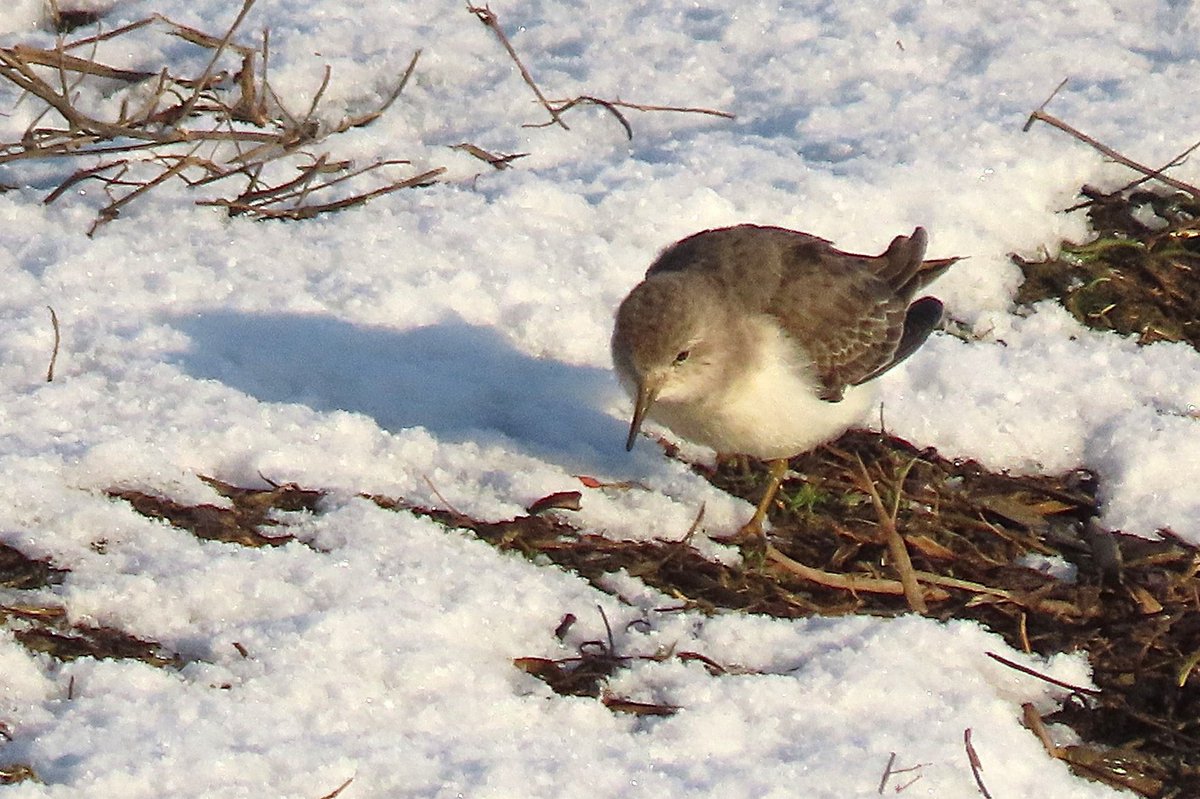 Noah Bailey tweet media