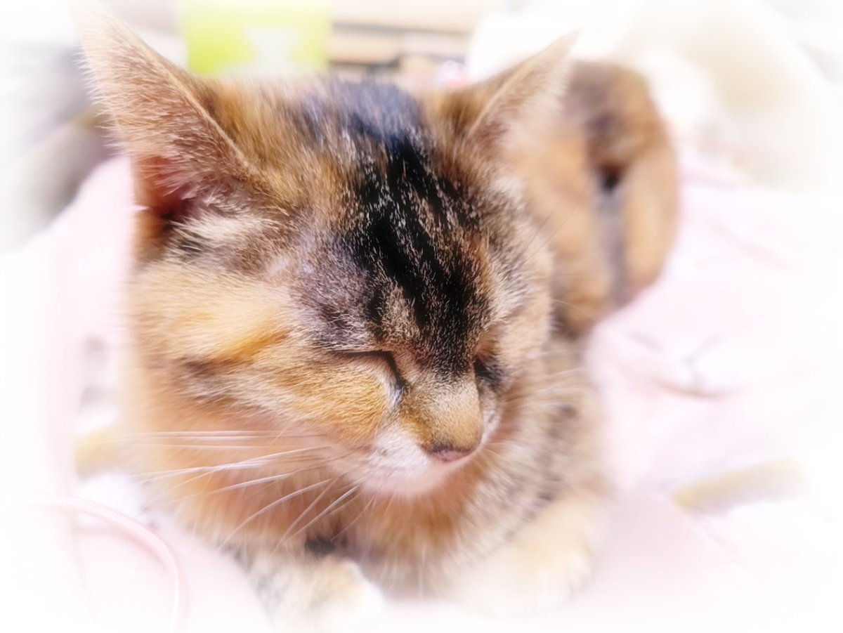 ฅᘏᘏฅ おはようございます😊 今日も1日よろしくお願いします