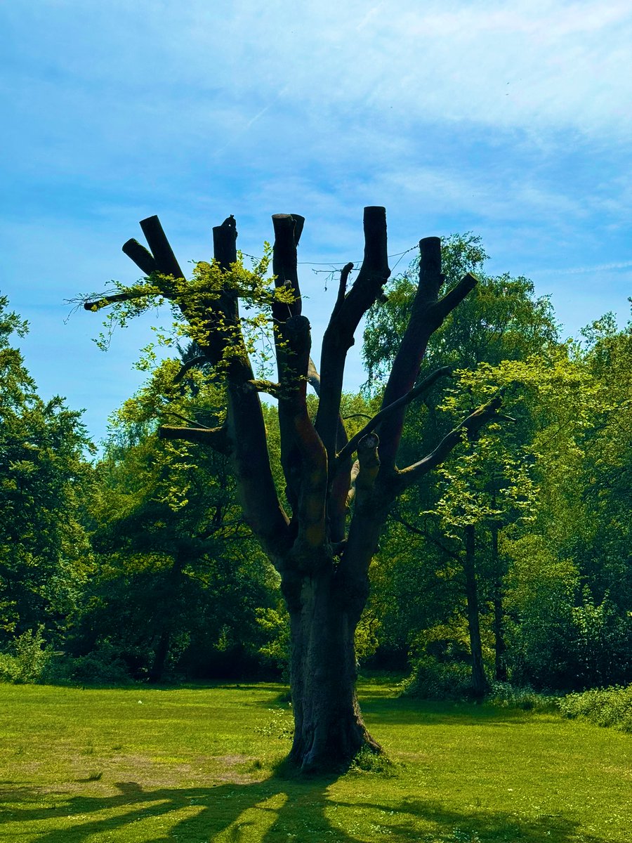 jjmmli's tweet image. 🌳 Time for some trees
Trees, the silent storytellers of nature. 

Let’s see your tree captures