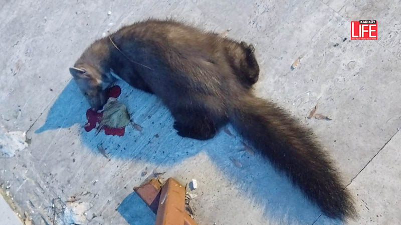 Göztepe’de sansar görüldü! kadikoylife.com/goztepede-sans… #alacasansar  #goztepedesansargoruldu  #kemalasan  #sansar  #vormelaperegusna  #MANŞET