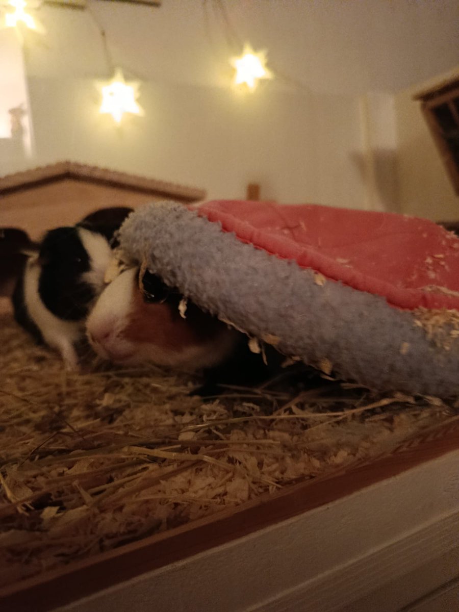 Brownie ist eine Schildkröte 🤯