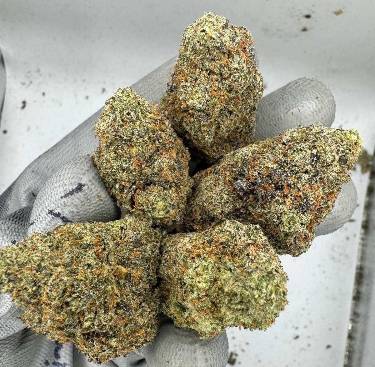 smackinplug's tweet image. LINK IN BIO 📦
Weed Honolulu Weed Hilo Weed Kailua Weed Kaneohe Weed Waipahu Pearl City Mililani Wahiawa Weed Aiea Waimanalo Ewa Beach Kapolei Weed Lihue Kahului Kihei Lahaina Weed Wailuku Makawao Paia Haiku Weed Kailua-Kona Honalo Captain Cook Waimea Weed Hanalei Princeville