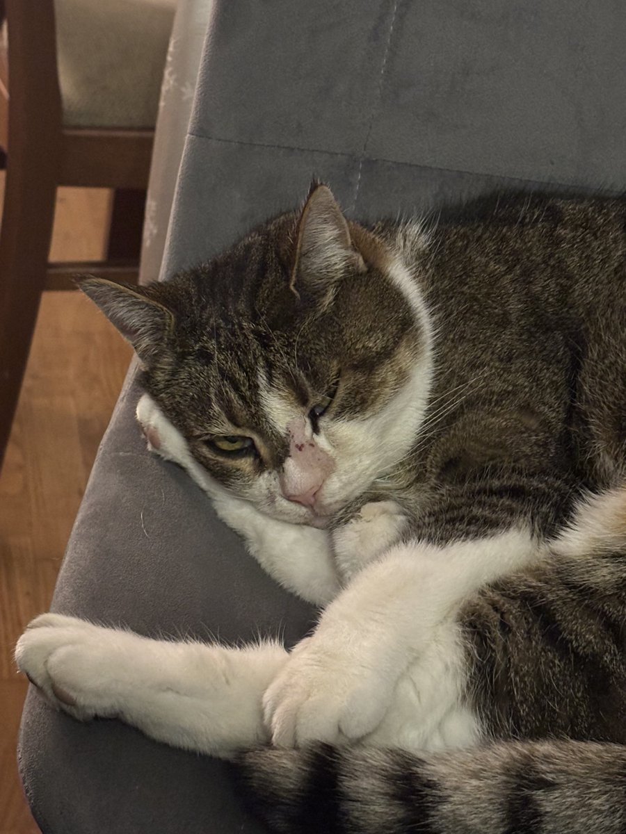 ConfusedBills's tweet photo. My cat has so much aura everybody has to see it https://t.co/p4J87W2ddl