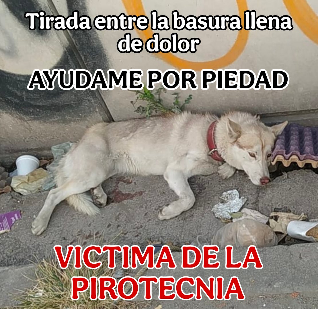 Huellitas amor sin fronteras tweet media