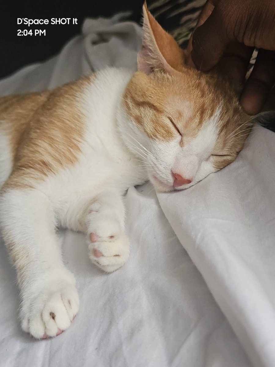 AdewaleTha's tweet photo. @gemyoruba My adorable catty https://t.co/vBqaKMVN2m