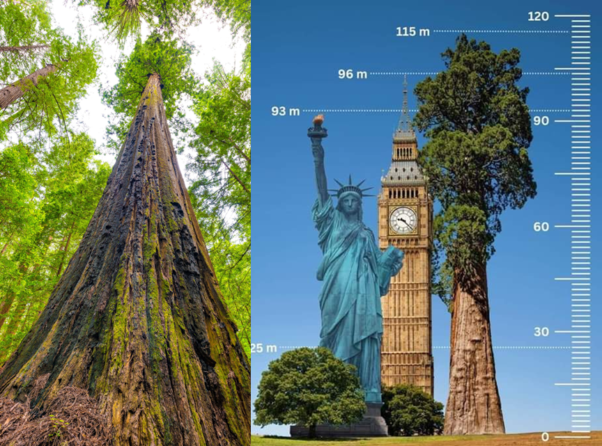 ElbazYonatan's tweet image. גובהו 116 מטר - יותר מפסל החירות וכמעט כמו מגדל שלום.
בתוך יער מרהיב, מיקומו היה סודי. היום אסור לגשת אליו.
לא בניין.
רק עץ...
הגבוה בעולם.
מאז גלילאו, גובהם של עצים אתגר את חוקי הפיזיקה:
איך לעזאזל הם מצליחים להעלות מים לצמרותיהם?
ועד כמה עץ בכלל יכול לגדול?
שרשור ירוק 🧵🌲⬇️