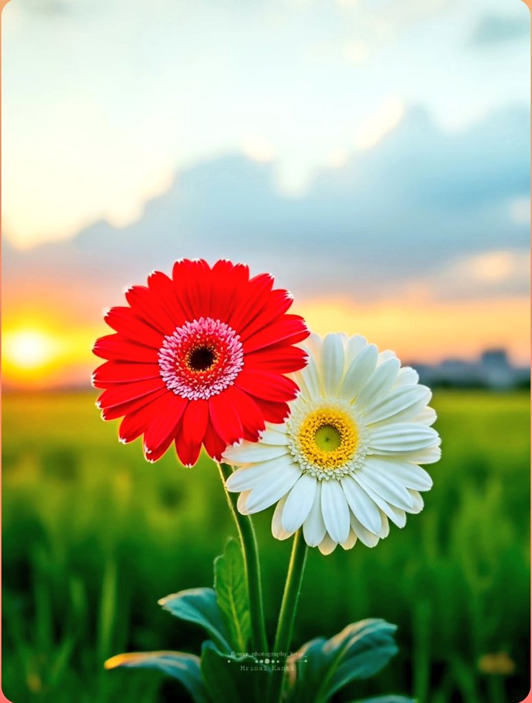 Shilpi Yadav tweet media