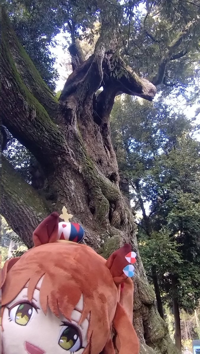 #二宮ん家 で大杉神社/勝馬神社が紹介されたから今年は激混みだったのか 録画チェックしたら去年のワイの絵馬がバッチリ写っててワロタ 御神木は一昨年の元日にしか撮ってなかったわ #ウマ娘 #umamusme