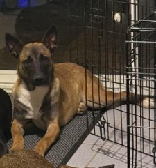 MissingTarn81's tweet image. 03.01.26 Perdus : 1 chien Berger noir/blanc + 1 chienne Berger Malinois, à Gaillac. Contact : facebook.com/profile.php?id… #Tarn