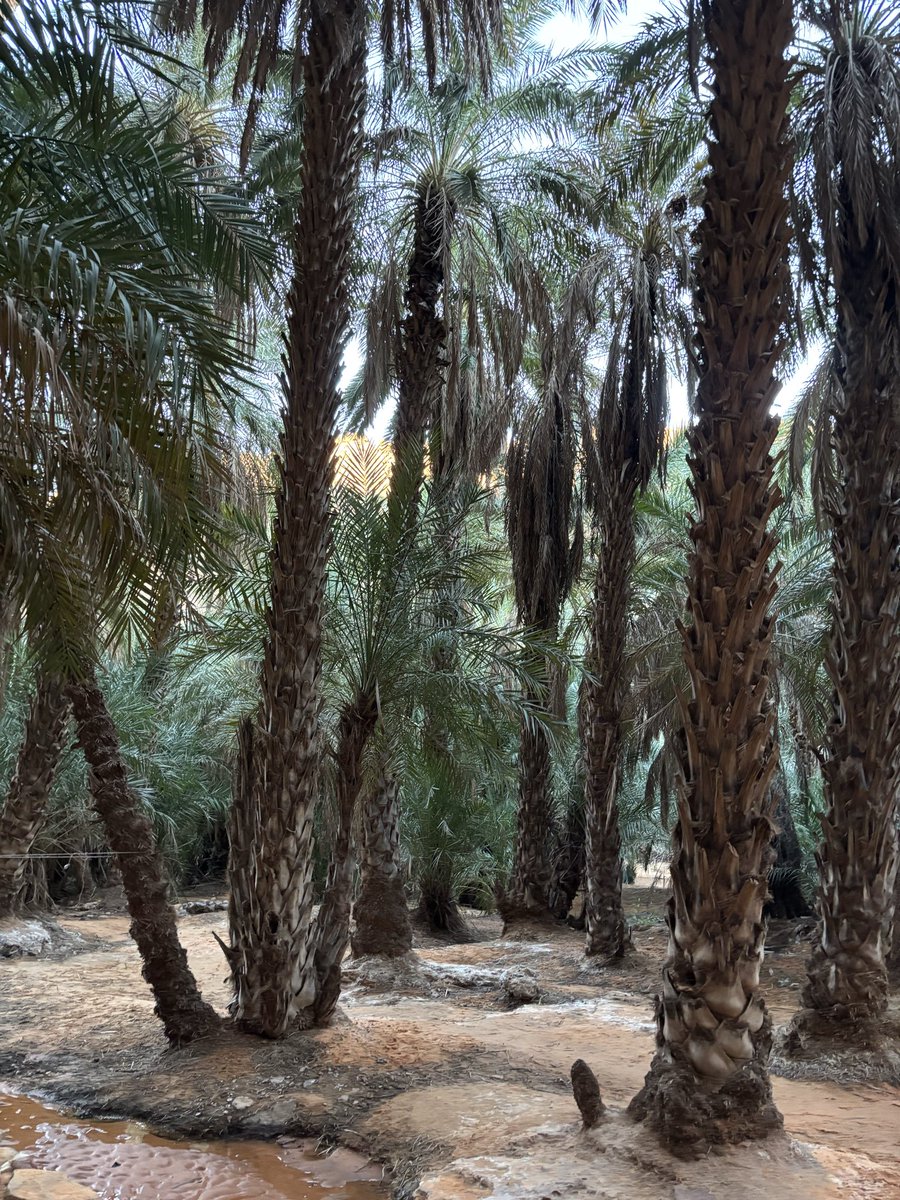 𝓟𝓻𝓲𝓷𝓬𝓮𝓼𝓼𝓓 tweet media