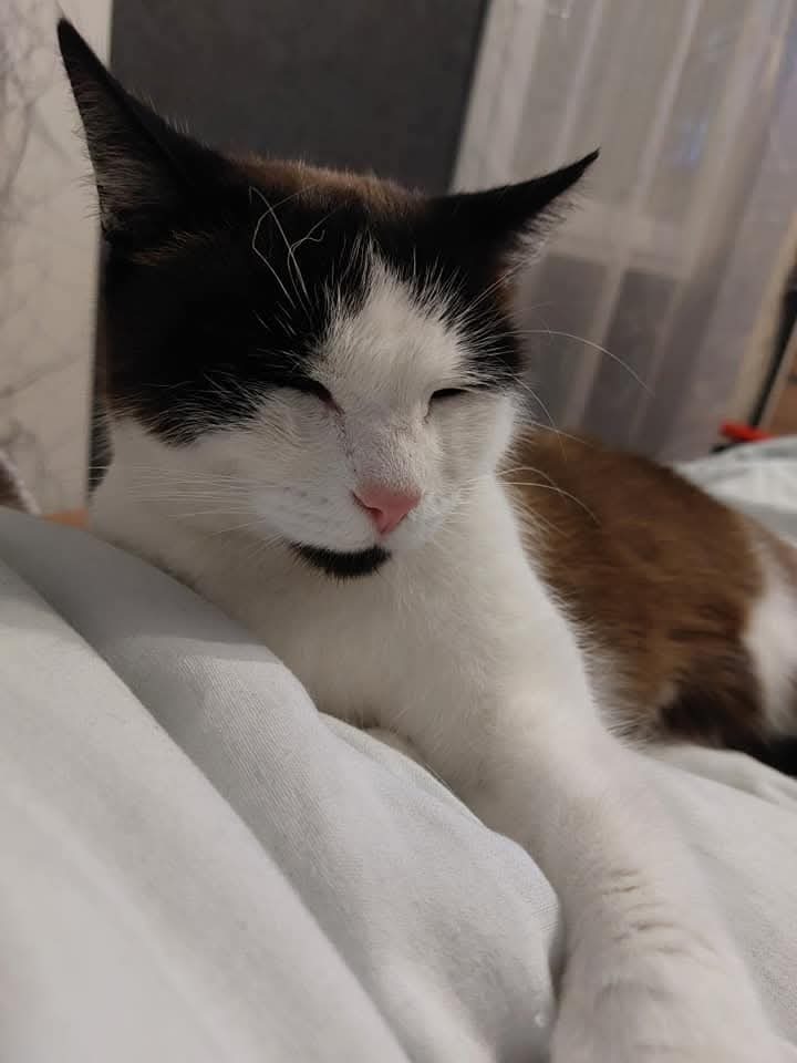 🟠 🐱 Chat perdu le 10/12/2025 à La Crèche (79260).
Race : Siamois / Âge : 7 an(s)
Minoucha / Femelle / Identifié(e) : Oui

☎️ 0633455904
📧  emiliehaure0206@gmail.com

#VigiPets #chatperdu #chattrouve #chat #perdu #trouve